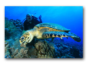 sea turtle